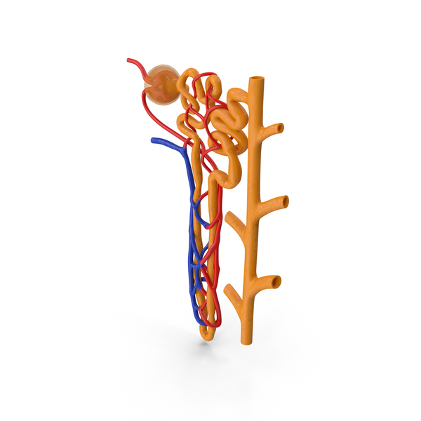 Kidney Nephron Toon Color Structure PNG & PSD Images