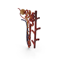 Kidney Nephron Unhealthy Structure PNG & PSD Images