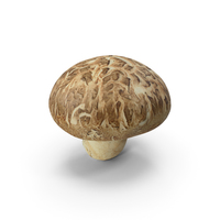 Shiitake Mushroom PNG & PSD Images