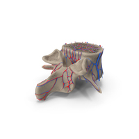Lumbar Vertebra PNG & PSD Images