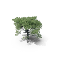 HI Realistic Series Tree - 002 PNG & PSD Images