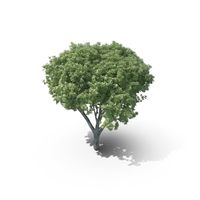HI Realistic Series Tree - 011 PNG & PSD Images