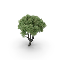 HI Realistic Series Tree - 015 PNG & PSD Images