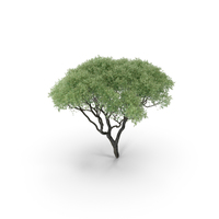 Realistic Tree PNG & PSD Images