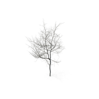 HI Realistic Series Tree - 018 PNG & PSD Images