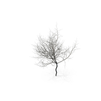 HI Realistic Series Tree - 019 PNG & PSD Images