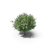 HI Realistic Series Tree - 091 PNG & PSD Images