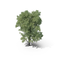 HI Realistic Series Tree - 093 PNG & PSD Images