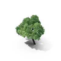 HI Realistic Series Tree PNG & PSD Images
