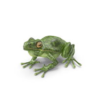Frog PNG & PSD Images