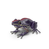 Frog PNG & PSD Images