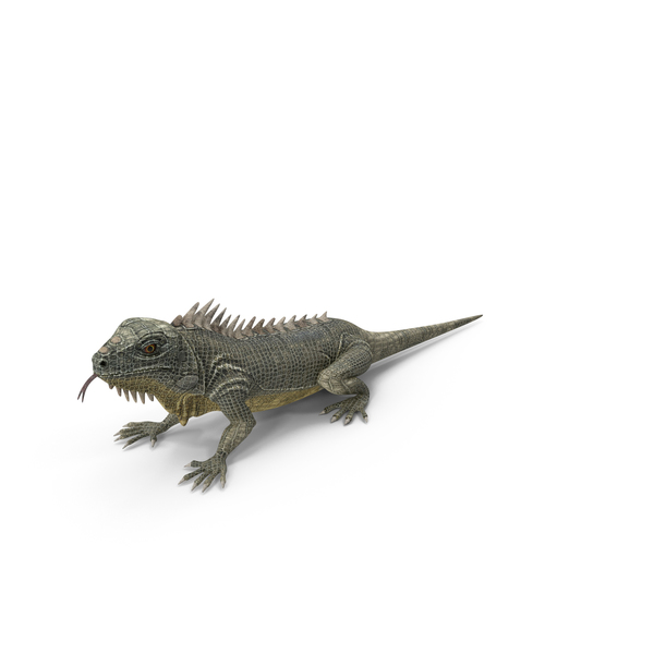 Iguana 1 PNG & PSD Images