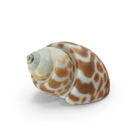 Seashell PNG & PSD Images