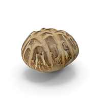 Shiitake Mushroom PNG & PSD Images