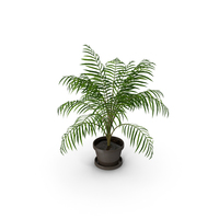 Palm Tree House Plant PNG & PSD Images