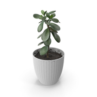 Money Tree PNG & PSD Images