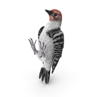 Woodpecker Toy PNG & PSD Images