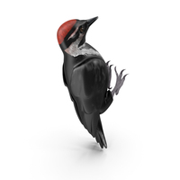 Woodpecker Toy 4 PNG & PSD Images