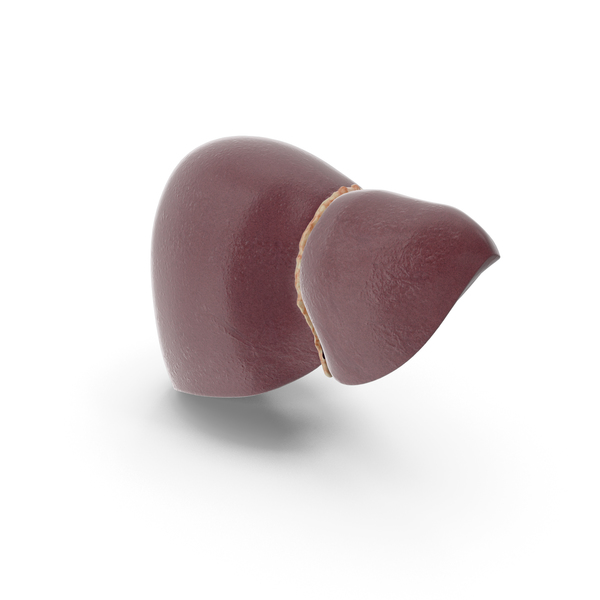 Liver PNG & PSD Images