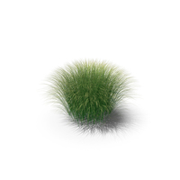 Ornamental Grass PNG & PSD Images