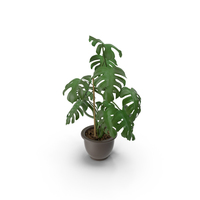 Philodendron Monstera Floor Plant PNG & PSD Images