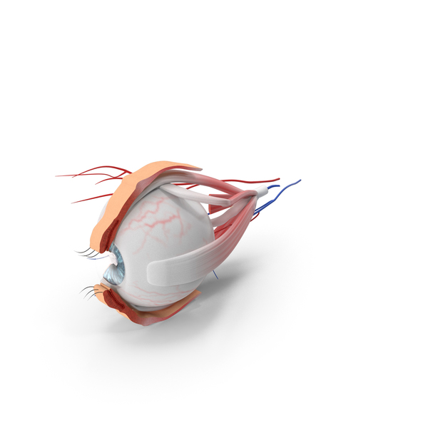 Eye Anatomy PNG & PSD Images