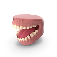 牙科解剖PNG和PSD图像