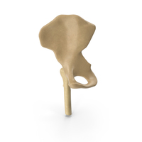 Hip Thigh Bone Implant PNG & PSD Images