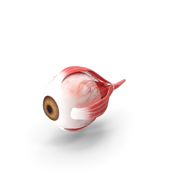 Human Eye Ball PNG & PSD Images