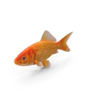 Goldfish PNG & PSD Images