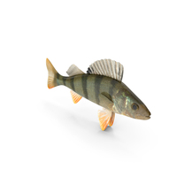 Perch Fish PNG & PSD Images