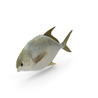 Pompano Fish PNG & PSD Images