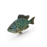 Pumkinseed Fish PNG & PSD Images