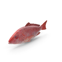 Red Snapper Fish PNG & PSD Images