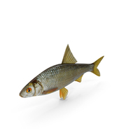 Roach Fish PNG & PSD Images