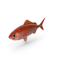 Ruby Fish PNG & PSD Images
