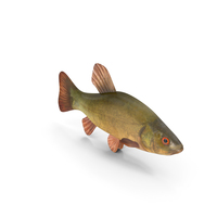 Tench Fish PNG & PSD Images
