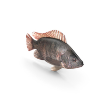 Tilapia Fish PNG & PSD Images