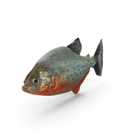 Piranha PNG & PSD Images