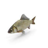Crucian Carp Fish PNG & PSD Images