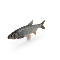 Dace Fish PNG & PSD Images