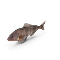 Greenling Fish PNG & PSD Images