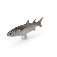 Mullet Fish PNG & PSD Images