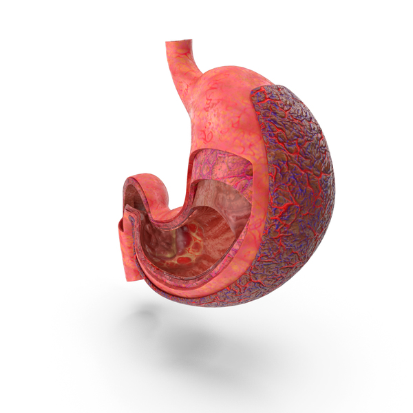 Stomach Anatomy Cancer Infected PNG & PSD Images