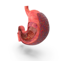 Stomach Anatomy Cancer Infected PNG & PSD Images