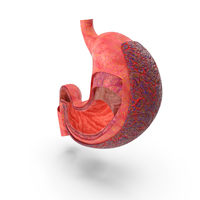 Stomach Human Anatomy PNG & PSD Images