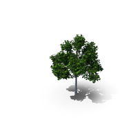 Acer Platanoides 7 Meters Maple PNG & PSD Images