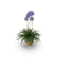 Agapanthus PNG & PSD Images