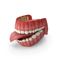 Human Gums Teeth and Tongue PNG & PSD Images
