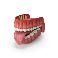 Human Gums Teeth and Tongue PNG & PSD Images